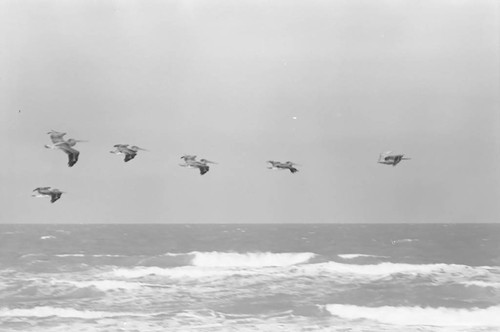 Birds flying, La Guajira, Colombia, 1976