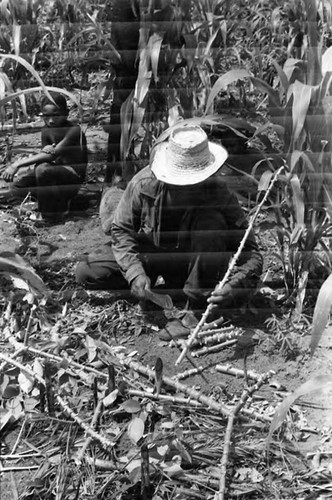 Man working in a cornfield, San Basilio de Palenque, 1975