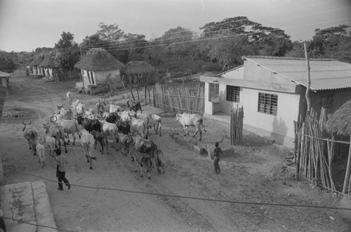 Cattle herd walking through town, San Basilio de Palenque, 1976