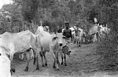 Boy herding cattle on a dirt road, San Basilio de Palenque, 1977