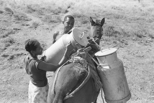 Woman and a man loading a mule with milk containers, San Basilio de Palenque, ca. 1978