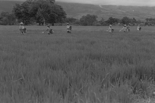 Sowing the field, La Chamba, Colombia, 1975