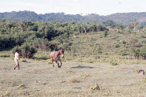 Boy and mule in open field, San Basilio de Palenque, 1976