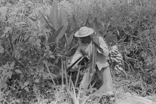 Man harvesting bananas, San Basilio de Palenque, 1976