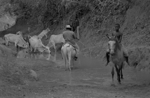 Man and boy watering cattle, San Basilio de Palenque, 1977