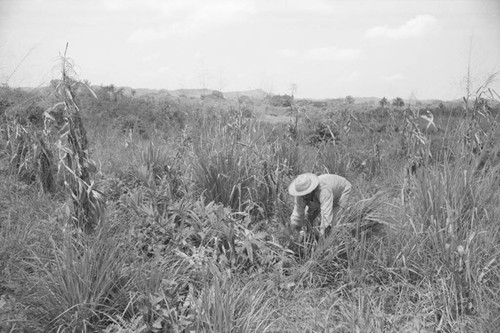 Man working in a field, San Basilio de Palenque, 1976