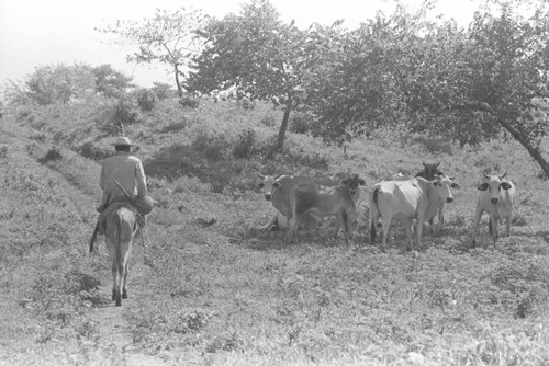 Man riding a mule, San Basilio de Palenque, 1976