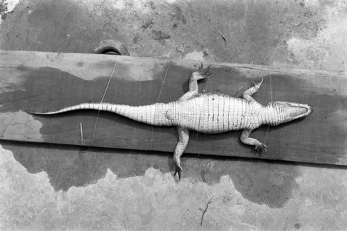 A caiman laying belly-up on the ground, Isla de Salamanca, Colombia, 1977