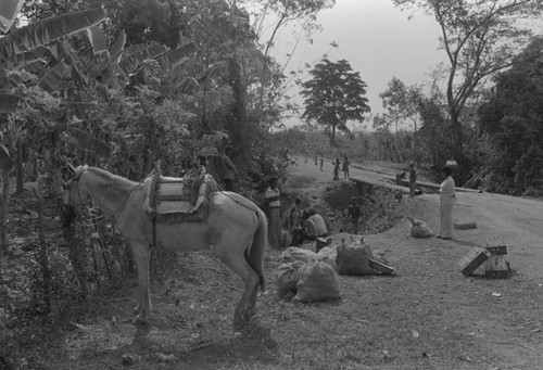 Mule at construction site, San Basilio de Palenque, ca. 1978