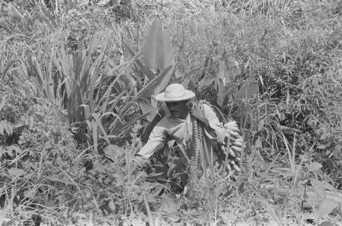 Man harvesting bananas, San Basilio de Palenque, 1976