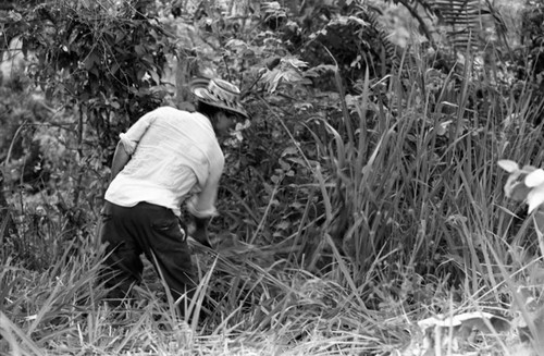 Man cutting plants, La Chamba, Colombia, 1975