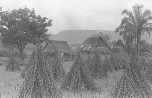 Two homes amongst the trees, La Chamba, Colombia, 1975