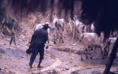 Man walking in mud with cattle herd, San Basilio de Palenque, 1976