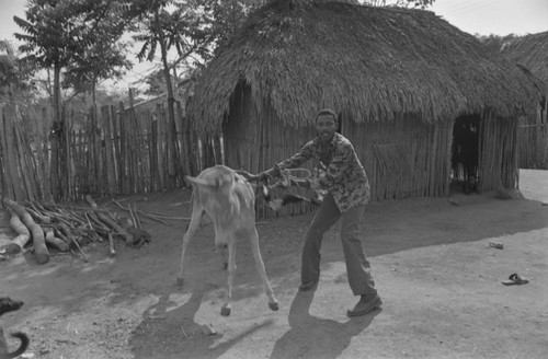 Man wrestling with a donkey, San Basilio de Palenque, 1977