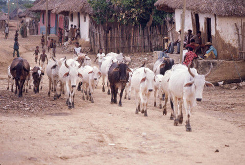 Cattle herd passing through town, San Basilio de Palenque, 1976