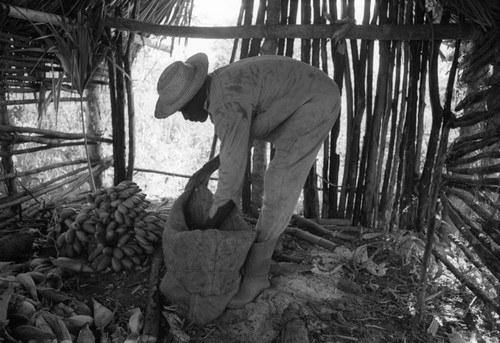 Man collecting bananas, San Basilio de Palenque, 1976