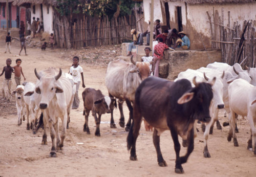 Cattle herd passing through town, San Basilio de Palenque, 1976