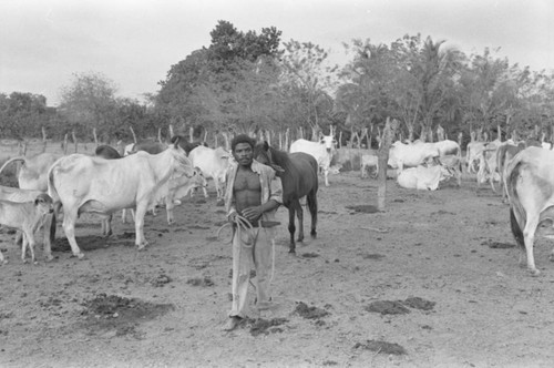 Young man and cattle, San Basilio de Palenque, Colombia, 1977