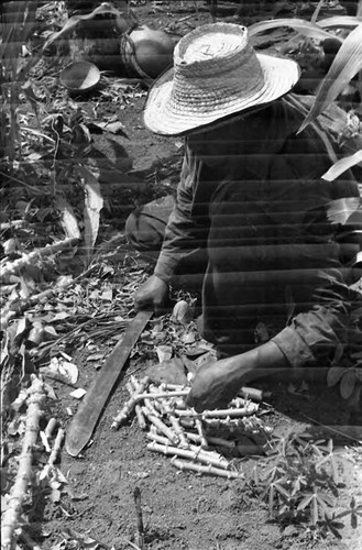 Man working in a cornfield, San Basilio de Palenque, 1975