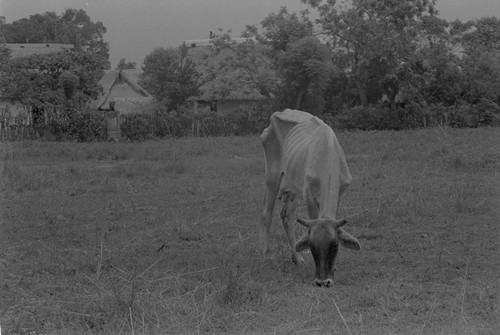 Cow grazing, La Chamba, Colombia, 1975