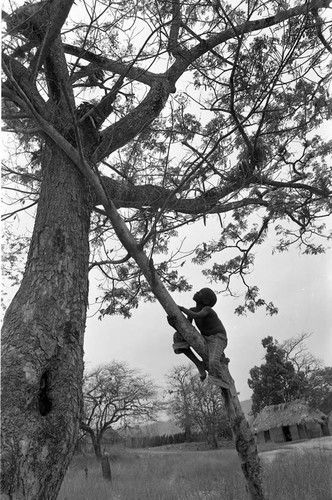 Boy climbing a tree, San Basilio de Palenque, 1977