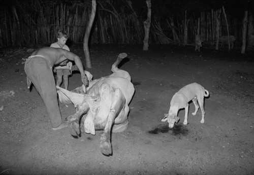 Man butchering a cow, San Basilio de Palenque, 1976