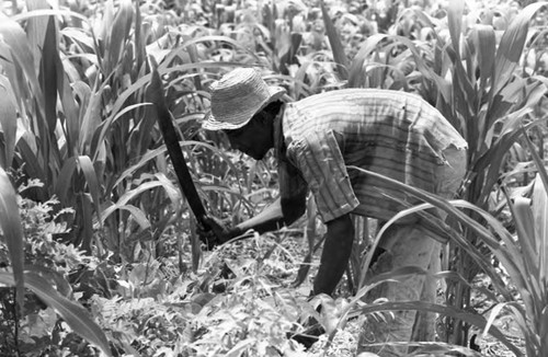 Farmer working in cornfield, San Basilio de Palenque, 1975