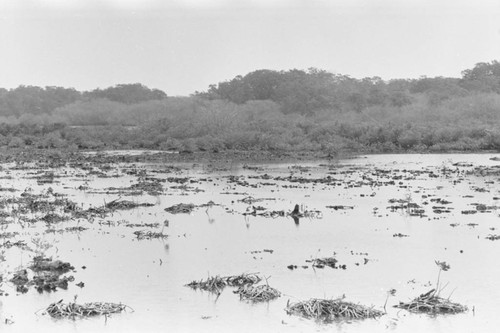 View of a mangrove forest, Isla de Salamanca, Colombia, 1977