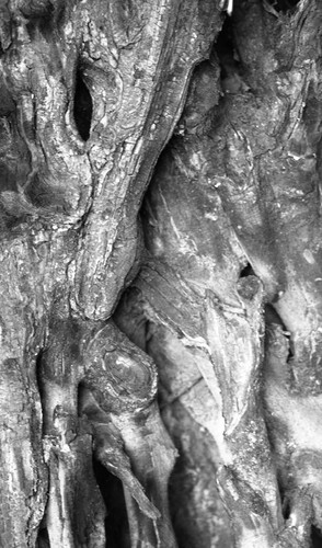 Tree bark, San Basilio de Palenque, 1976