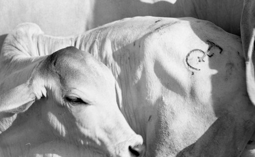 Cow with owner mark, San Basilio de Palenque, 1976