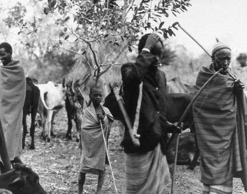 Maasai elder walking among cattle, Tanzania, 1979