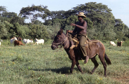 Man herding cattle on a mule, San Basilio de Palenque, 1976