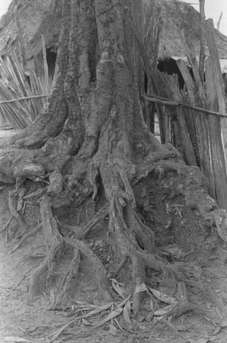 Tree trunk with roots, San Basilio de Palenque, 1976