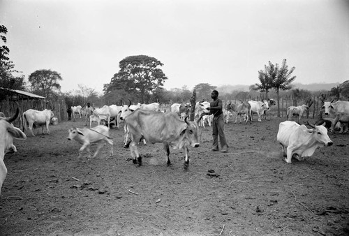 Boy herding cattle, San Basilio de Palenque, 1977