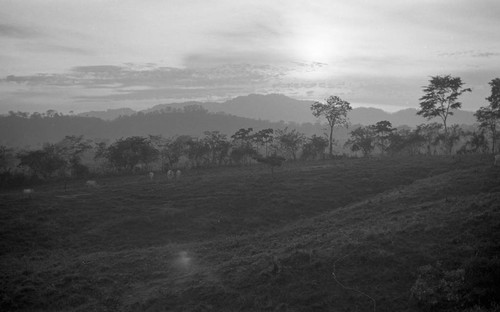 Cattle herd grazing on a hill, San Basilio de Palenque, 1976