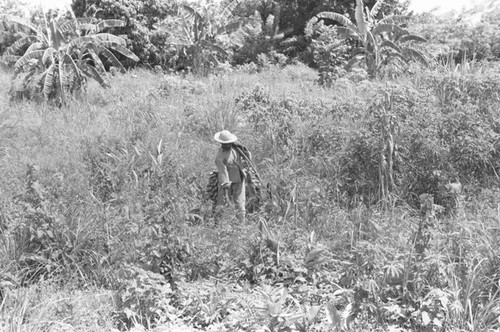 Man harvesting bananas, San Basilio de Palenque, 1976