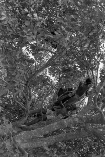 Boys climbing a fruit tree, San Basilio de Palenque, Colombia, 1977