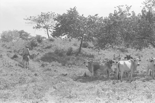 Cattle herd standing in the shade, San Basilio de Palenque, 1976