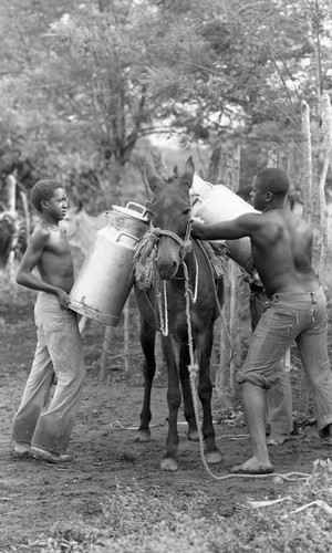 A man and two boys loading milk on a mule, San Basilio de Palenque, 1976