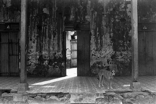 Dog in abandoned town, San Agustín, Usulután, 1983