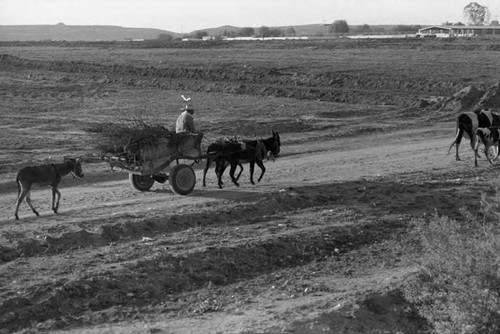 Rural landscape, Mexico, 1983