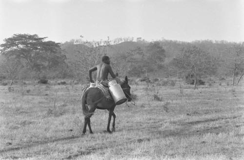 Man hauling milk containers on a mule, San Basilio de Palenque, Colombia, 1977