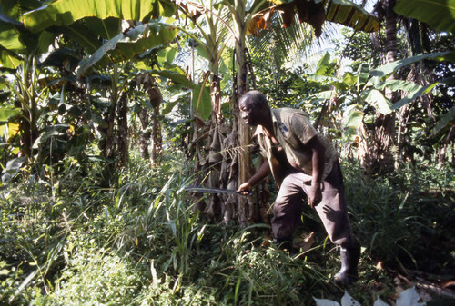 Fermín Herrera working in the field, San Basilio de Palenque, 1976