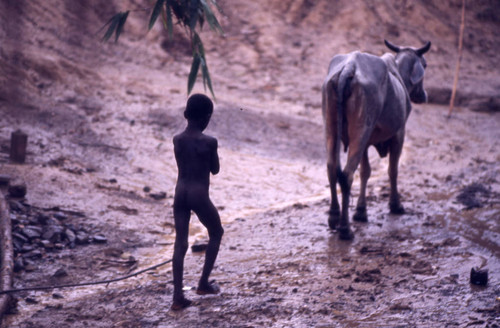 Boy following a cow, San Basilio de Palenque, 1976