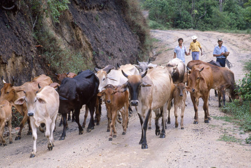 Men and cattle, Honduras, 1983