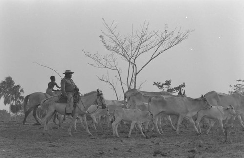 Man and boy herding cattle, San Basilio de Palenque, 1977