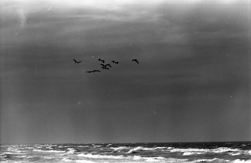 Birds flying, La Guajira, Colombia, 1976