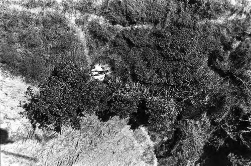 Burned body in a field, Cabañas, 1982