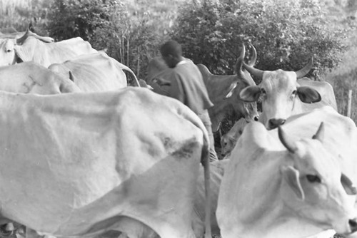 Boy stands in the middle of a cattle herd, San Basilio de Palenque, 1975