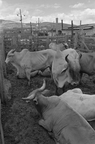 Heads of cattle, Tunjuelito, Colombia, 1977